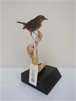 藏品(野鴝)的圖片